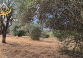 Terreny no urbanitzable en venda a Sanlúcar de Guadiana ref.: TR354785 foto
