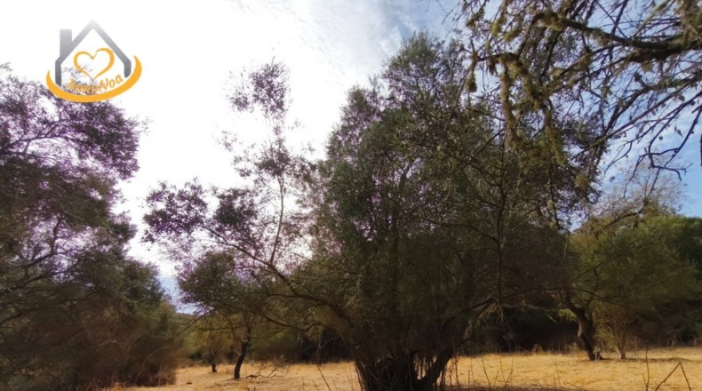Huelva - Sanlúcar de Guadiana - 11885m2