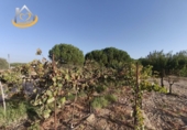 Rural estate for sale in Cartaya ref: TR350161 photo