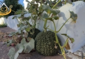 Земельный участок на продажу в городе Ayamonte. Фото