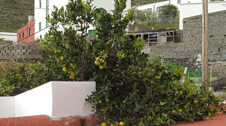 Santa Cruz de Tenerife - Sabinosa - 468m2