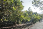 Отдельно стоящий дом с участком на продажу в городе Los Realejos. Фото