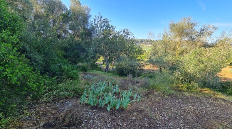 Islas Baleares - Montuïri - 26940m2