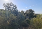 Land suitable for development for sale in Montuïri ref: TR110881 photo