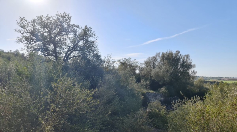 Islas Baleares - Montuïri - 26940m2