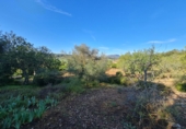 Land suitable for development for sale in Montuïri ref: TR110881 photo