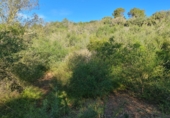 Land suitable for development for sale in Montuïri ref: TR110881 photo