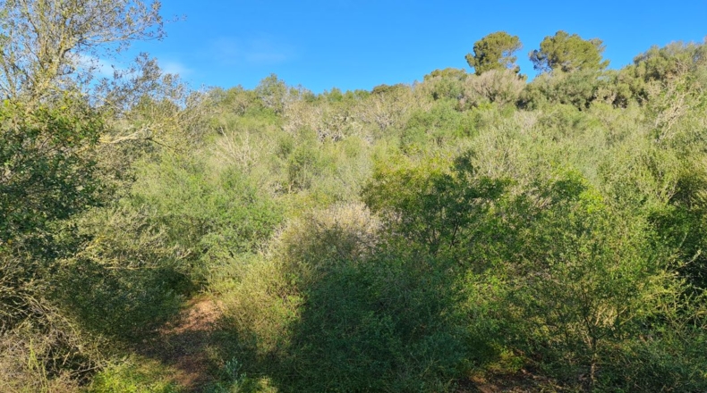 Islas Baleares - Montuïri - 26940m2