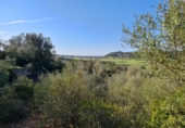 Land suitable for development for sale in Montuïri ref: TR110881 photo