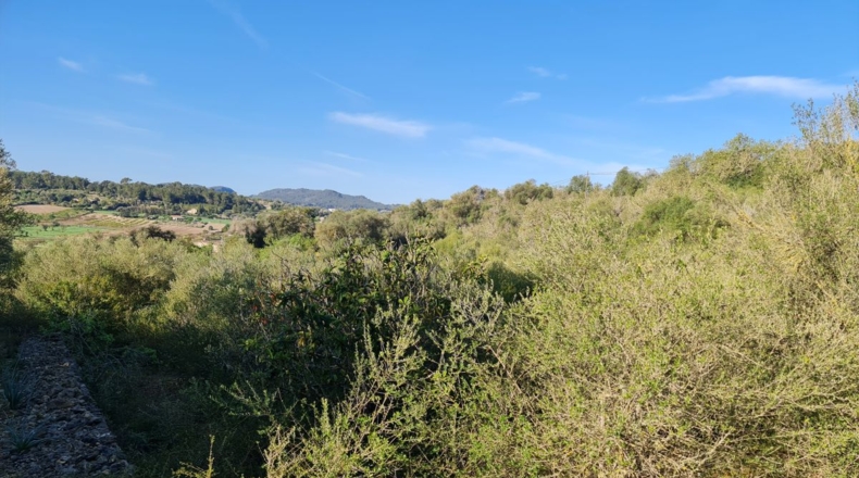 Islas Baleares - Montuïri - 26940m2