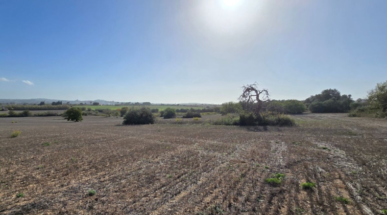 Balearic Islands - Algaida - 15076m2