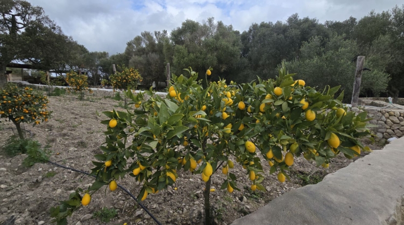 Islas Baleares - Montuïri - 317000m2