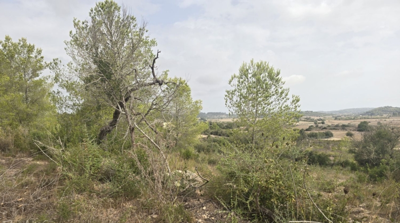 Illes Balears - Montuïri - 14773m2