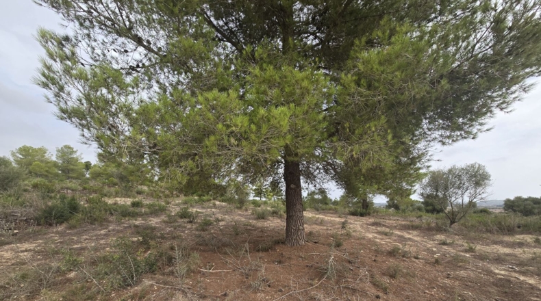 Illes Balears - Montuïri - 14773m2