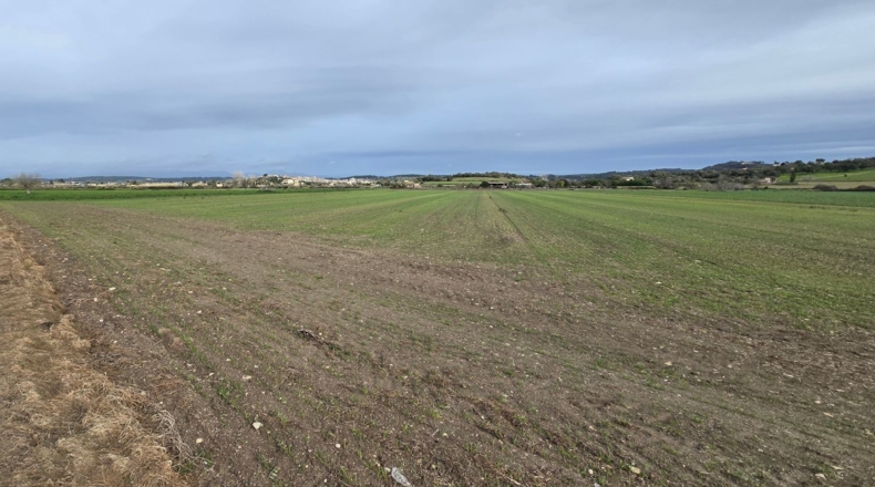 Islas Baleares - Montuïri - 18000m2