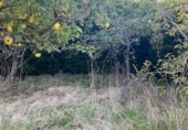 Non-developable land for sale in Ponte Aranga ref: TR381650 photo