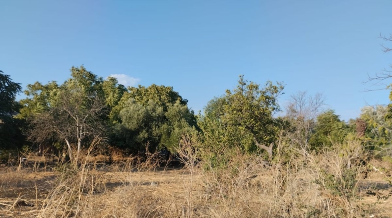 Córdoba - Córdoba - 50000m2