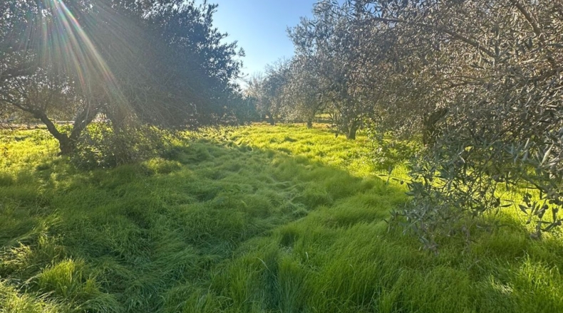 Córdoba - Córdoba - 7000m2
