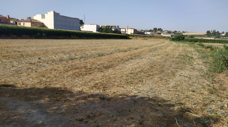 Granada - Cúllar Vega - 5900m2