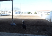 Casa de camp amb terreny en venda a Catral ref.: TR201484 foto