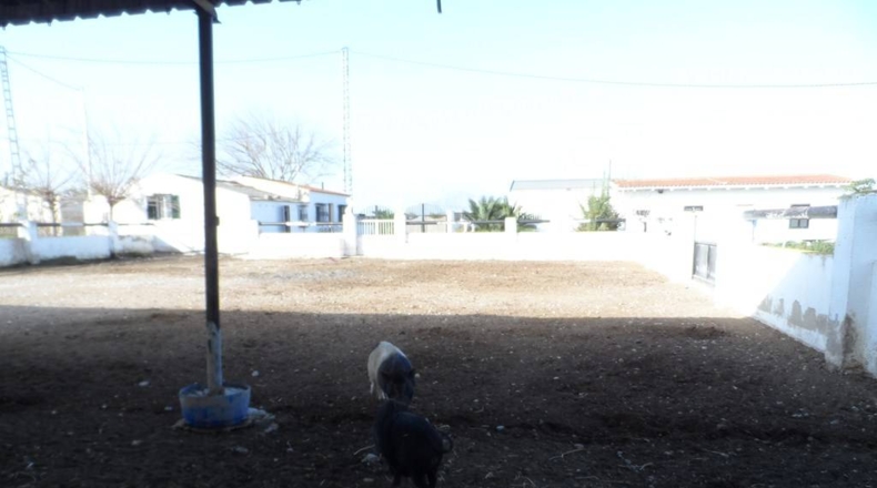 Alicante - Catral - 11435m2