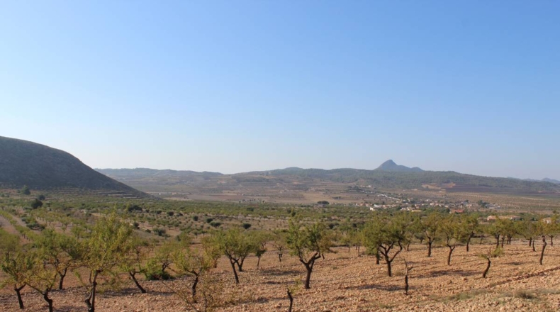 Alicante - Hondón de los Frailes - 14305m2