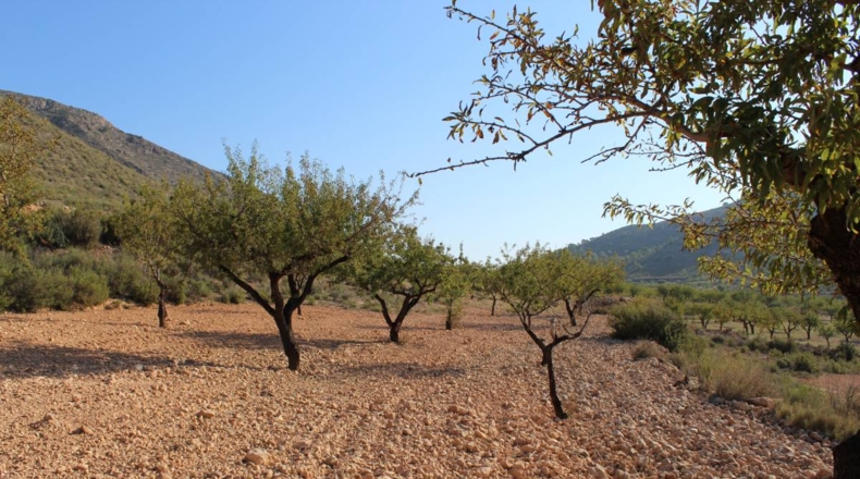 Alicante - Hondón de los Frailes - 14305m2