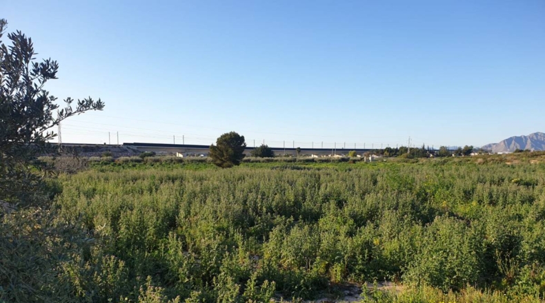 Alicante - Crevillente - 11955m2