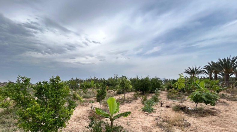 Alicante - Albatera - 21432m2