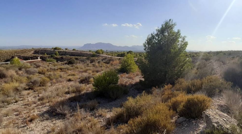 Alicante - Crevillente - 10500m2