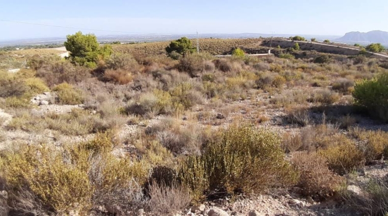 Alicante - Crevillente - 10500m2