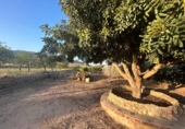 Casa de campo con terreno en venta en Hondón de las Nieves ref: TR199434 foto