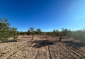Casa de camp amb terreny en venda a Alhama de Murcia ref.: TR279333 foto