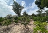 Xalet independent amb terreny en venda a Crevillent ref.: TR261845 foto