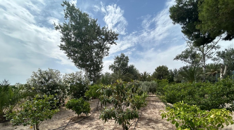 Alicante - Crevillente - 8600m2