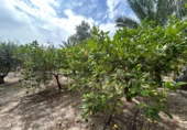 Xalet independent amb terreny en venda a Crevillent ref.: TR261845 foto