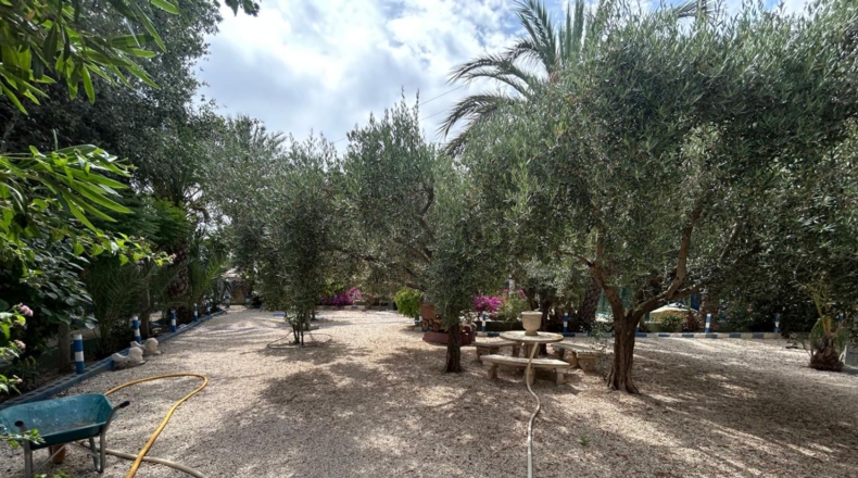 Alicante - Crevillente - 8600m2
