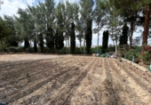 Xalet independent amb terreny en venda a Crevillent ref.: TR261845 foto