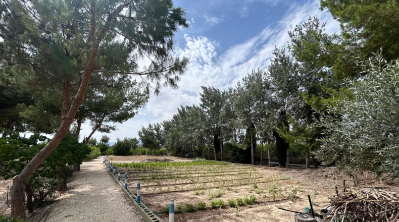 Alicante - Crevillente - 8600m2
