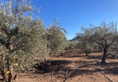 Country house with land for sale in Hondón de las Nieves ref: TR363898 photo