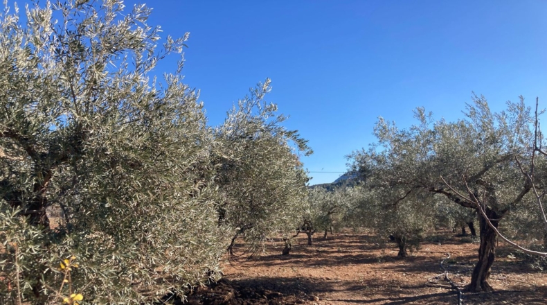 Alicante - Hondón de las Nieves - 3000m2