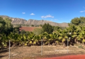 Country house with land for sale in Hondón de las Nieves ref: TR363898 photo