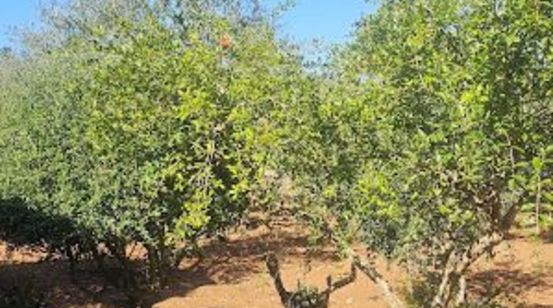 Illes Balears - Algaida - 3460m2