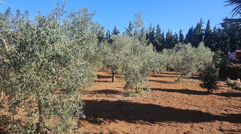 Illes Balears - Algaida - 3460m2