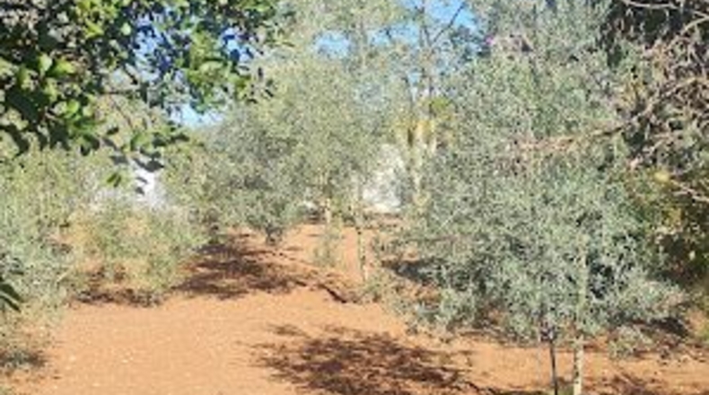 Illes Balears - Algaida - 3460m2