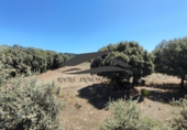 Finca rústica en venta en Navalperal de Tormes ref: TR186630 foto