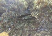 Finca rústica en venta en Navalperal de Tormes ref: TR186630 foto