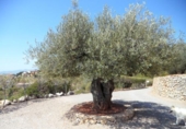 Xalet independent amb terreny en venda a Borriol ref.: TR188257 foto
