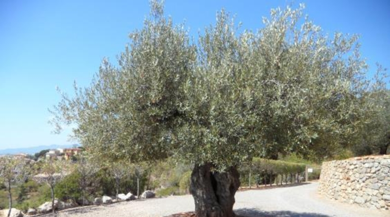 Castellón - Borriol - 976m2