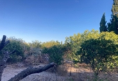 Finca rústica en venta en Daya Nueva ref: TR353865 foto